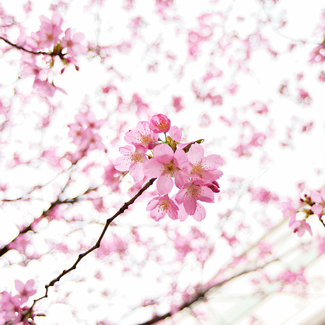 曇り桜